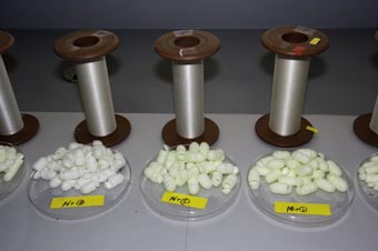 Kraig's Transgenic Spider Silk