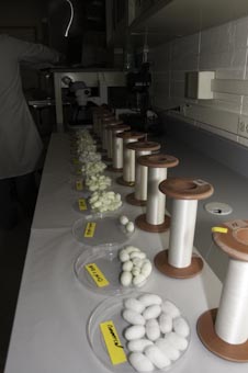 Kraig's Transgenic Spider Silk
