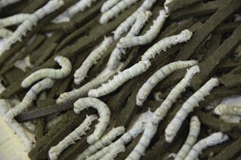 Kraig's Transgenic Silkworms