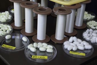 Kraig's Transgenic Spider Silk
