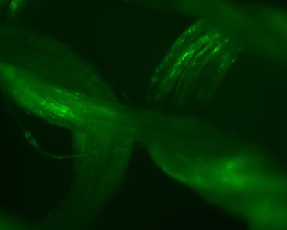 Monster Silk(TM) Knitted Textile Magnified 600x Under Green Filter