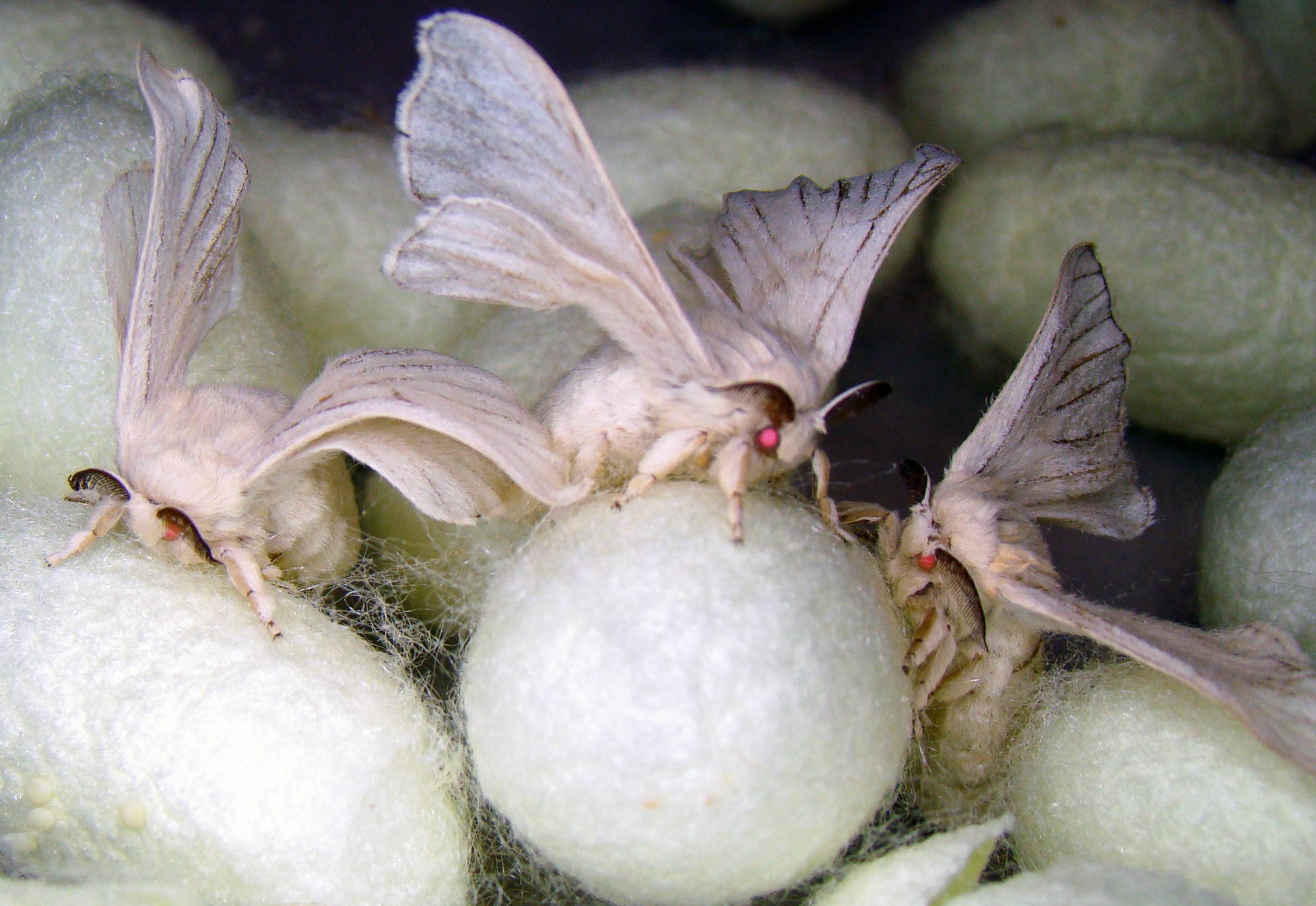 Kraig's Transgenic Silkworm turned Moths