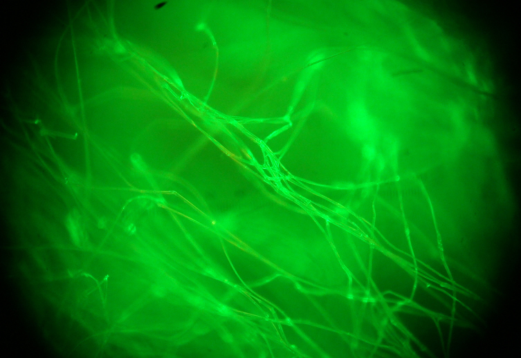 Monster Silk Magnified Under UV Light