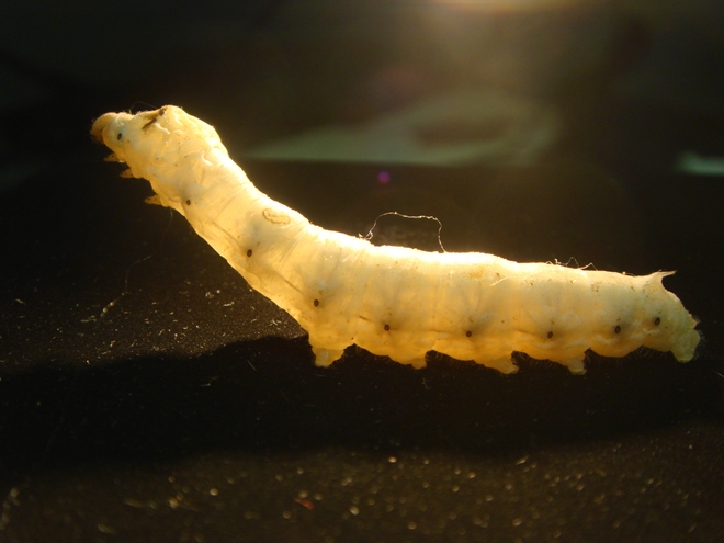 Kraig's Transgenic Silkworms