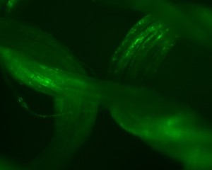 Monster Silk(TM) Woven Textile Magnified 600x