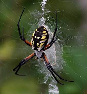 Golden Orb Weaver Spider Silk