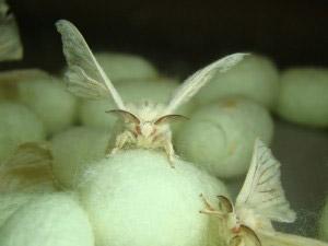 Transgenic Spider Silk Monster Silk Moths