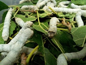 spider-silk-worms-mulberry