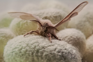 Kraig Labs Spider Silk Moth