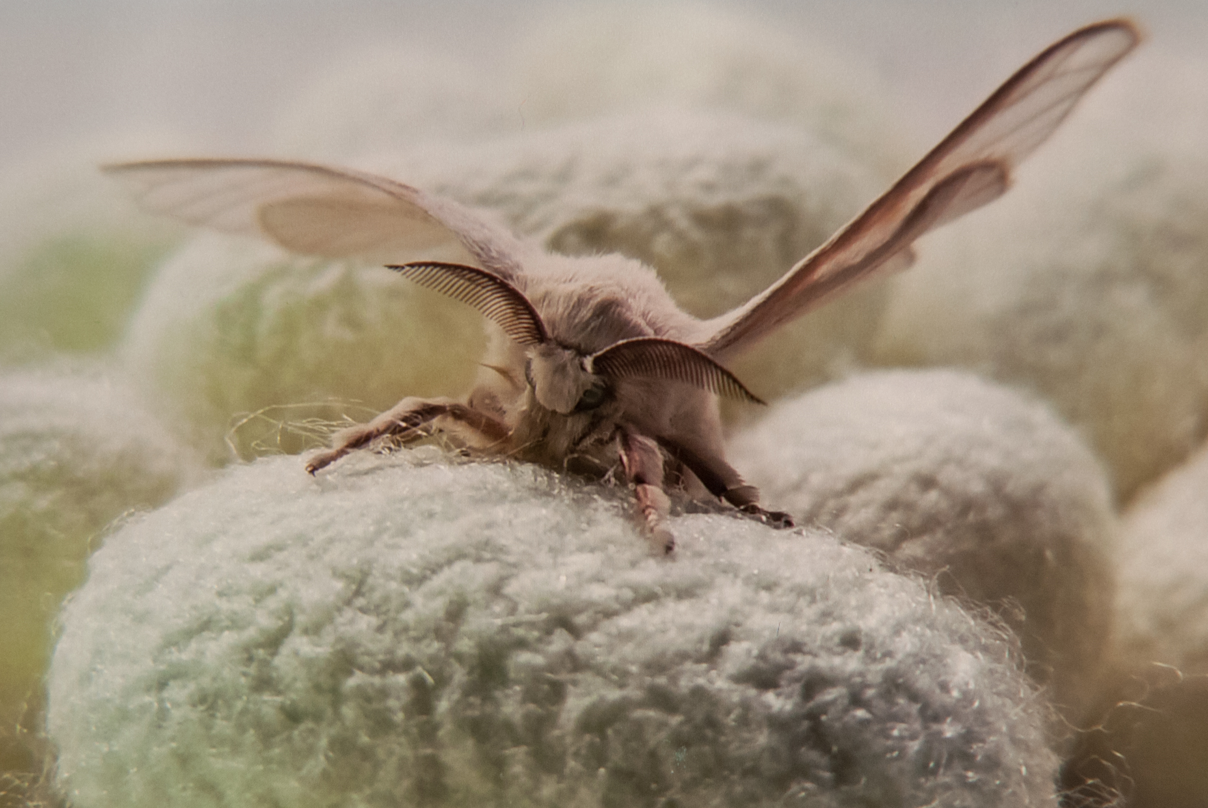 Kraig Labs Spider Silk Moth