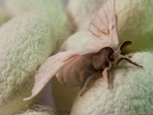 Silkmoth1