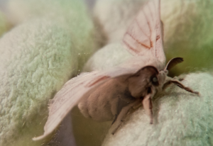 Silkmoth1
