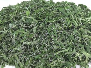 Spider Silk Silkworms in Vietnam