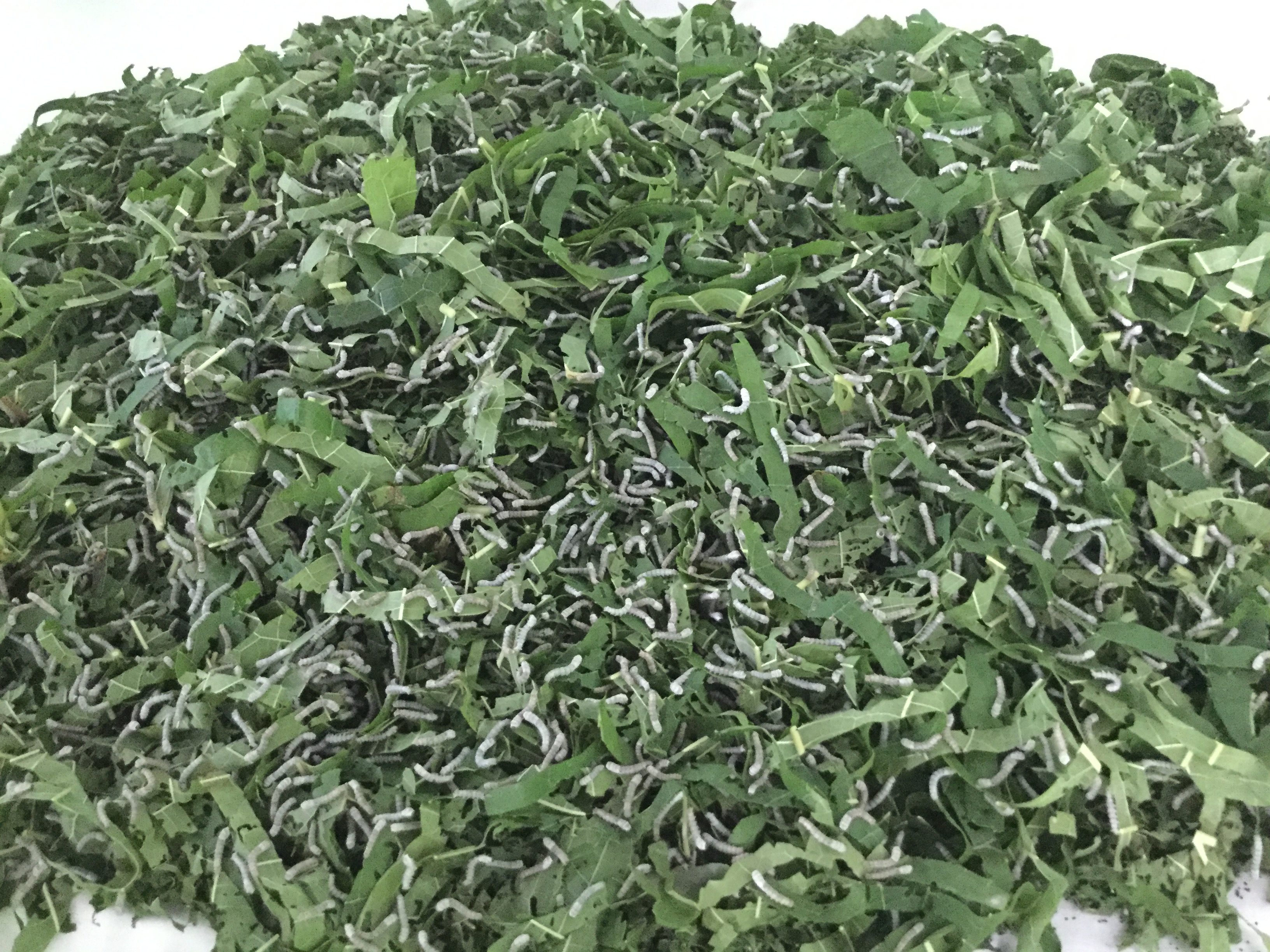 Spider Silk Silkworms in Vietnam